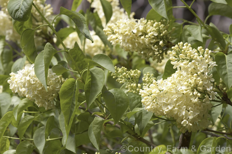 Syringa vulgaris 'Primrose', a pale creamy yellow-flowered lilac cultivar. It is a sport of the cultivar 'Marie Legraye' and was introduced in the late 1940s. It tends to flower a little later than other lilacs. Order: Lamiales, Family: Oleaceae