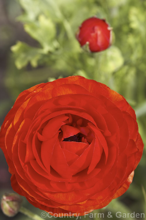Typical of the large-flower ranunculus, such as the Tecolote and Victoria hybrids, this showy, fully double bloom was open in early spring and the flower continue into summer. Order: Ranunculales, Family: Ranunculaceae