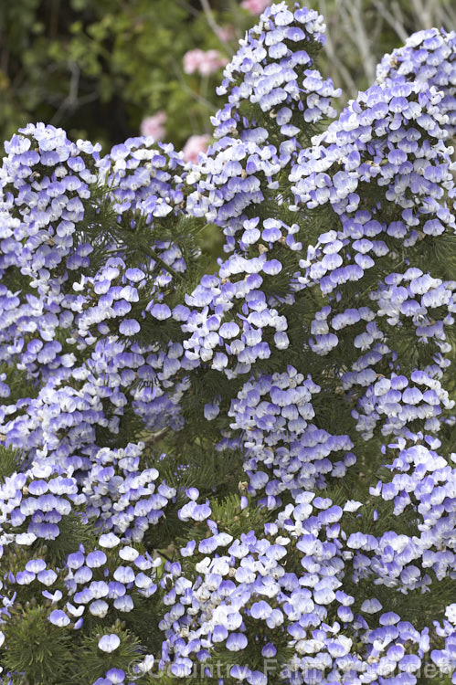 Blue Pea (<i>Psoralea pinnata</i>), a spring- to early summer-flowering shrub or small tree from South Africa. It grows to around 4 m high and tolerates only light frosts. psoralea-2762htm'>Psoralea.