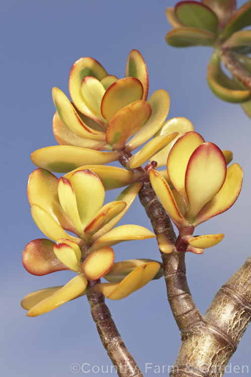 Hummel's Sunset'. Jade Plant (<i>Crassula ovata 'Hummel's Sunset' [syn 'Sunset']), a boldly cream, yellow, red and green variegated cultivar of a 1-2m tall branching succulent native to South Africa. The foliage colour varies with the light exposure and general growing conditions. Clusters of small pink-tinted creamy white flowers open mainly in autumn. crassula-2829htm'>Crassula. <a href='crassulaceae-plant-family-photoshtml'>Crassulaceae</a>.