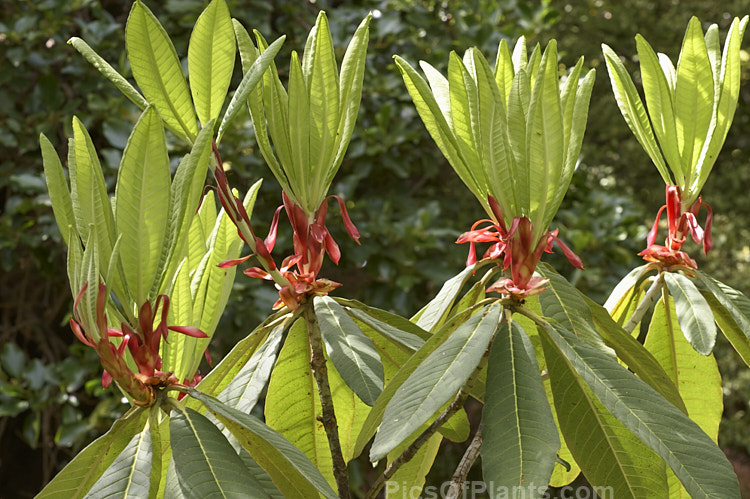 A hybrid of Rhododendron falconeri, a tree-like species native to the Himalayan foothills.