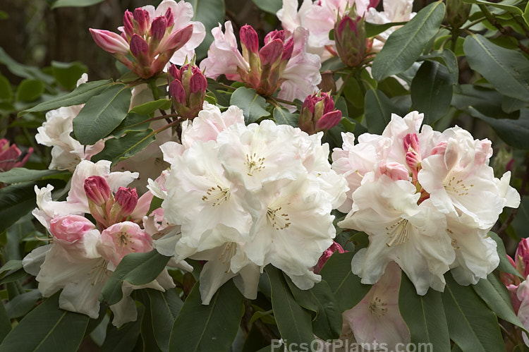 <i>Rhododendron</i> Loderi 'King George' (<i>Rhododendron griffithianum</i> x <i>Rhododendron fortunei</i>), the best-known of the original 1901 Loder crosses and still popular for its large and fragrant flowers which age to near white after opening from deep pink buds. Order: Ericales, Family: Ericaceae