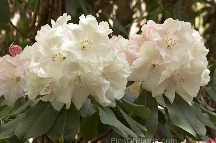 <i>Rhododendron</i> Loderi 'King George' (<i>Rhododendron griffithianum</i> x <i>Rhododendron fortunei</i>), the best-known of the original 1901 Loder crosses and still popular for its large and fragrant flowers which age to near white after opening from deep pink buds. Order: Ericales, Family: Ericaceae
