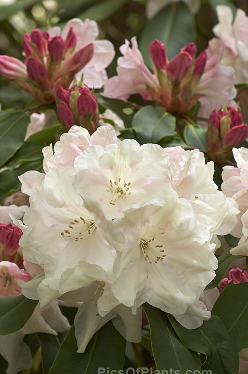 <i>Rhododendron</i> Loderi 'King George' (<i>Rhododendron griffithianum</i> x <i>Rhododendron fortunei</i>), the best-known of the original 1901 Loder crosses and still popular for its large and fragrant flowers which age to near white after opening from deep pink buds. Order: Ericales, Family: Ericaceae