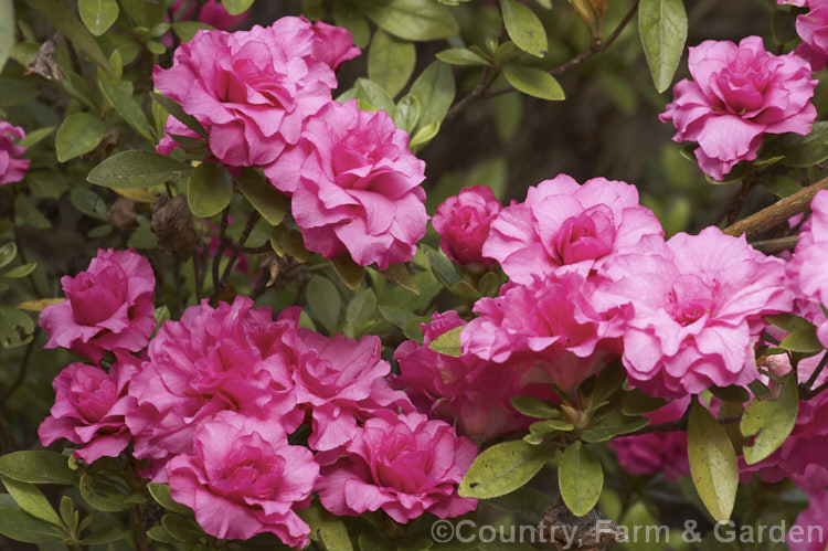 Rhododendron (evergreen azalea</i>) 'Anna Kehr' ('Triumphe' x 'Rosebud'), an August. Kehr (<i>North Carolina, USA) hybrid azalea raised from a 1978 cross. It has very fully double flowers in tight rosebud style