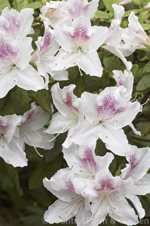 Rhododendron (evergreen azalea</i>) 'Joga', an early-flowering. Satsuki azalea that is considered to be very old Its foliage shows some possible 'Mucronatum' influence. It develops into a bush around 80cm high x 15m wide