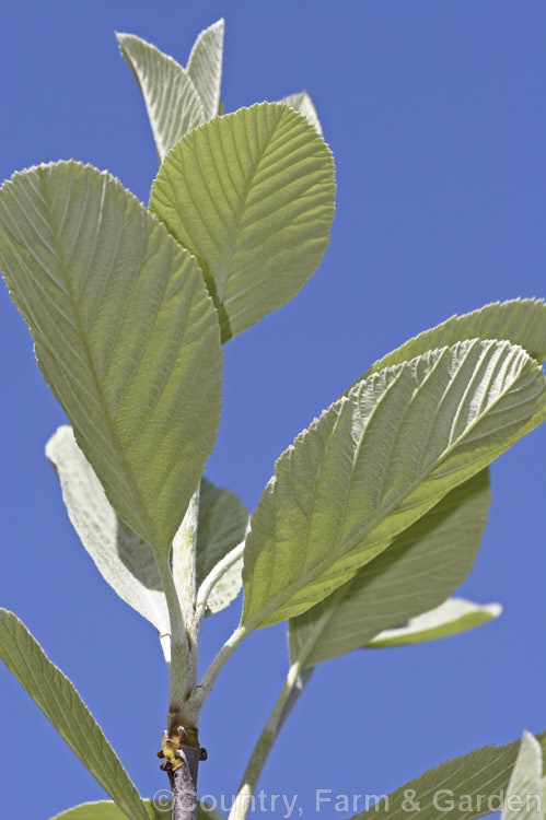 The downy white spring foliage of the Whitebeam (<i>Sorbus aria</i>), a deciduous tree from the mountains of Europe. It bears heads of white flowers that are followed by 10-12mm diameter, orange-red fruit. sorbus-2143htm'>Sorbus.
