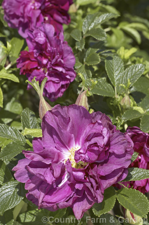 Rosa 'Roseraie de l'Hay', a robust. Rosa rugosa hybrid raised by French rosarian. Jules. Gravereaux in 1910. It was named after. Empress. Josephine's extensive rose garden. Order: Rosales, Family: Rosaceae