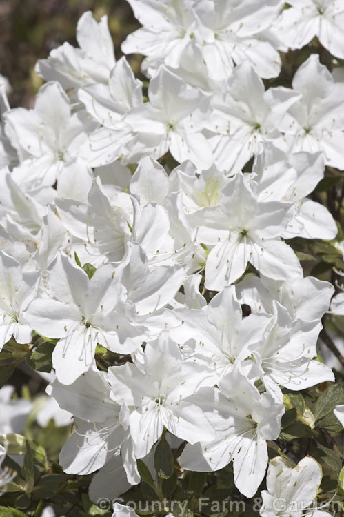 Rhododendron (evergreen azalea</i>) 'Fielder's White', a Southern. Indica, probably a form of 'Mucronatum'. It has mildly fragrant white flowers and tends to produce the mauve-flowered sports