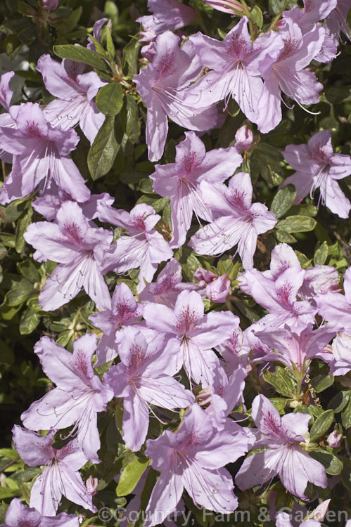Rhododendron (evergreen azalea</i>) 'Magnifica', a form of the 'Mucronatum' azalea, a cultivated plant from Japan that for a while was considered a species 'Magnifica' is distinguished by having mauve-pink flowers ('Mucronatum' has white flowers</i>) with distinctly darker throat markings