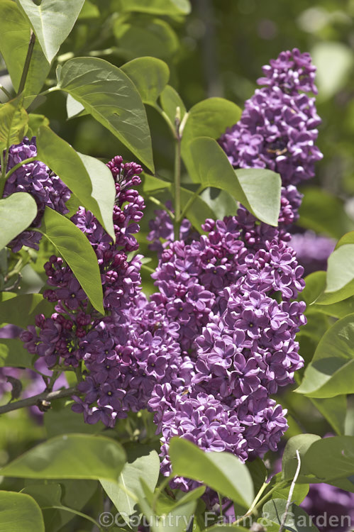 Syringa vulgaris 'Andenken an Ludwig. Spaeth' [syn 'Souvenir de Louis Spaeth']), this German cultivar dates from 1883 and has very fragrant flowers. It has an erect habit and grows to around 3m tall Order: Lamiales, Family: Oleaceae