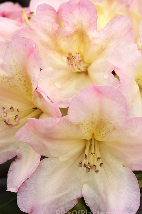 <i>Rhododendron</i> 'Percy Wiseman' (<i>Rhododendron degronianum</i> subsp. <i>yakushimanum</i> x Fabia 'Tangerine'), a rounded, 1-1.5m high, midseason-flowering shrub registered by Waterer, Sons & Crisp of Britain in 1971. Order: Ericales, Family: Ericaceae