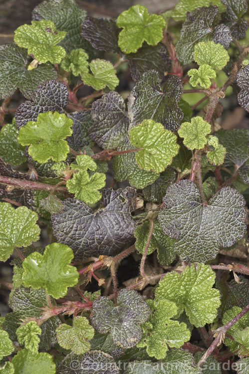 Orangeberry (<i>Rubus rolfei [syn. Rubus pentalobus]), a spreading semi-evergreen groundcover shrub native to Taiwan. It is grown both for its small grape-like leaves that often colour well in cool weather and for its edible, orange, raspberry-like fruits.