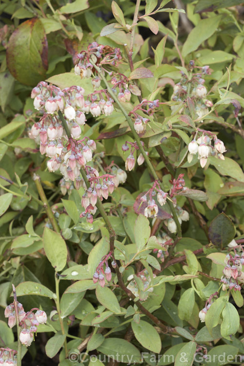 Tif. Blue'. Blueberry (<i>Vaccinium ashei 'Tif. Blue'), a compact, heavy-fruiting cultivar of the Rabbit-eye. Blueberry, a 1-5m tall shrub native to the southeastern United States. It is deciduous, except in areas with very mild winters. vaccinium-2753htm'>Vaccinium. Order: Ericales, Family: Ericaceae
