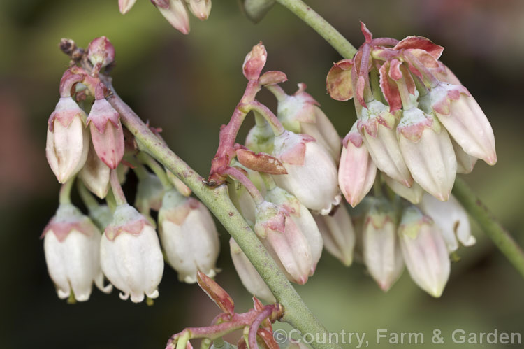 Tif. Blue'. Blueberry (<i>Vaccinium ashei 'Tif. Blue'), a compact, heavy-fruiting cultivar of the Rabbit-eye. Blueberry, a 1-5m tall shrub native to the southeastern United States. It is deciduous, except in areas with very mild winters. vaccinium-2753htm'>Vaccinium. Order: Ericales, Family: Ericaceae