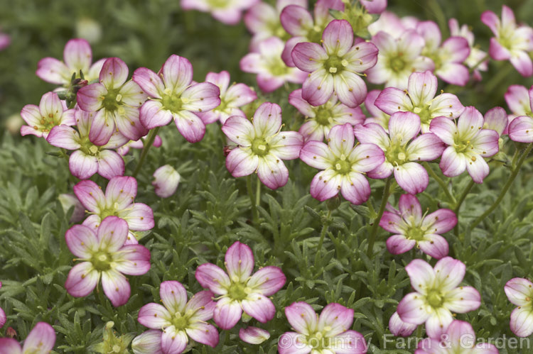 'Peter Pan'. Saxifrage (<i>Saxifraga exarata subsp. moschata 'Peter Pan'), a cultivar of a subspecies of the Furrowed. Saxifrage, a cushion-forming species found from central Europe to Iran. It is very low-growing and spreading and is usually grown in rockeries or alpine troughs. saxifraga-2487htm'>Saxifraga. <a href='saxifragaceae-plant-family-photoshtml'>Saxifragaceae</a>.