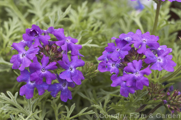 Verbena. Tapien 'Blue Violet', one of a series of hybrid verbenas. It is a low, spreading perennial, sometimes short-lived, with very finely divided foliage and masses of bright purple flowers. verbena-2396htm'>Verbena. .