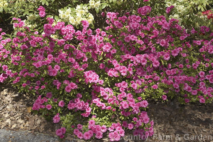 Rhododendron (evergreen azalea</i>) 'Anna Kehr' ('Triumphe' x 'Rosebud'), an August. Kehr (<i>North Carolina, USA) hybrid azalea raised from a 1978 cross. It has very fully double flowers in tight rosebud style