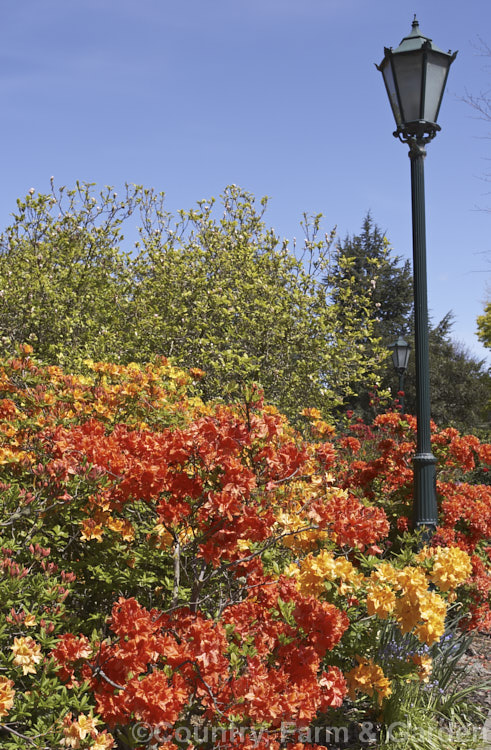 A group of deciduous azaleas