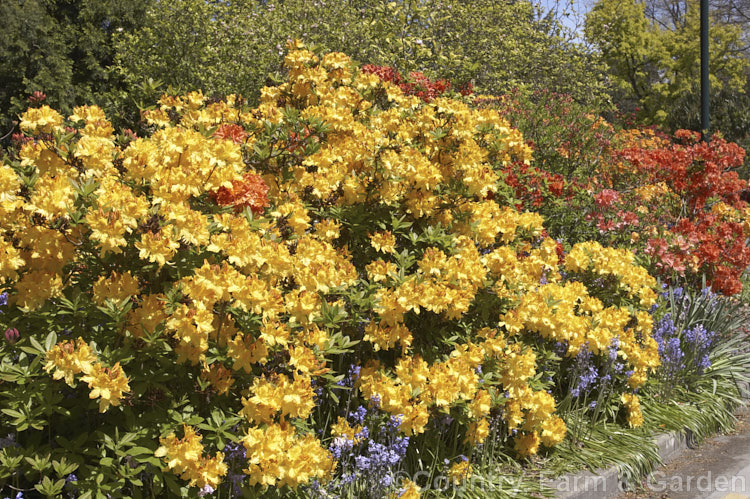 A group of deciduous azaleas