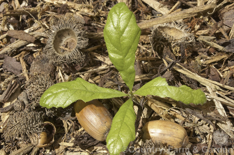 A seedling Turkey Oak (<i>Quercus cerris</i>) with acorns and acorn cups, epitomising the saying 'mighty oaks from little acorns grow'. The Turkey Oak is a deciduous tree, up to 40m tall, native to central and southern Europe and western Asia