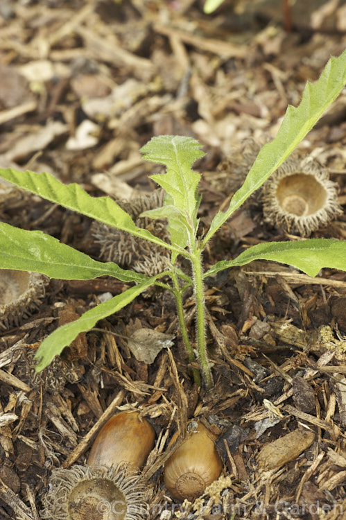 Two seedling Turkey Oaks (<i>Quercus cerris</i>) with the remnants of the acorns from which they germinated, epitomising the saying 'mighty oaks from little acorns grow'. The Turkey Oak is a deciduous tree, up to 40m tall, native to central and southern Europe and western Asia