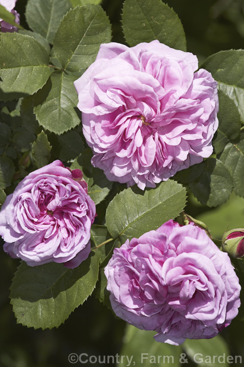 Rosa 'Gros. Choux d'Hollande' (parentage unknown</i>), a fragrant, once-flowering. Centifolia with large deep pink flowers that open from near-red buds. Its name translates to Big. Cabbage of Holland and it is sometimes affectionately referred to by that name. It develops into a spreading 2m tall shrub, was raised by Vibert of France in 1830 and is sometimes listed as a Bourbon or Hybrid China rose. Order: Rosales, Family: Rosaceae