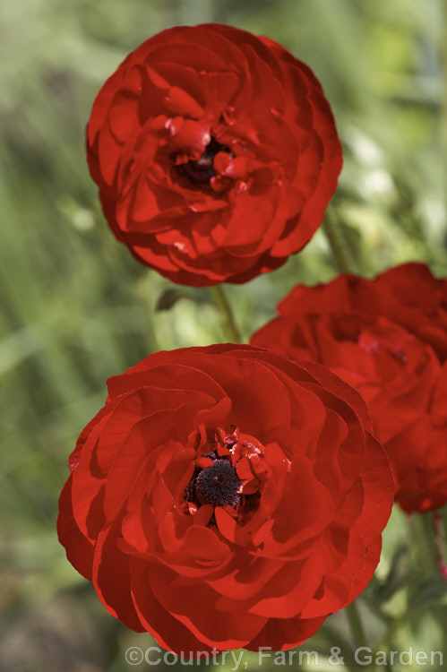A bright red. Ranunculus asiaticus. Hybrid, typical of the large-flower ranunculus, such as the Tecolote and Victoria hybrids, this showy, fully double bloom opens in early spring and the flowers continue into summer. Order: Ranunculales, Family: Ranunculaceae