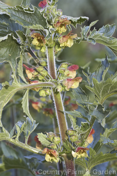 Scrophularia grandiflora, an early spring- to summer-flowering European herbaceous perennial. It grows to around 15m tall and develops rapidly from early spring. scrophularia-3298htm'>Scrophularia. <a href='scrophulariaceae-plant-family-photoshtml'>Scrophulariaceae</a>.