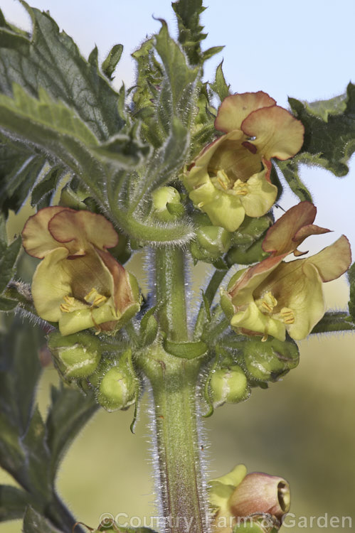 Scrophularia grandiflora, an early spring- to summer-flowering European herbaceous perennial. It grows to around 15m tall and develops rapidly from early spring. scrophularia-3298htm'>Scrophularia. <a href='scrophulariaceae-plant-family-photoshtml'>Scrophulariaceae</a>.