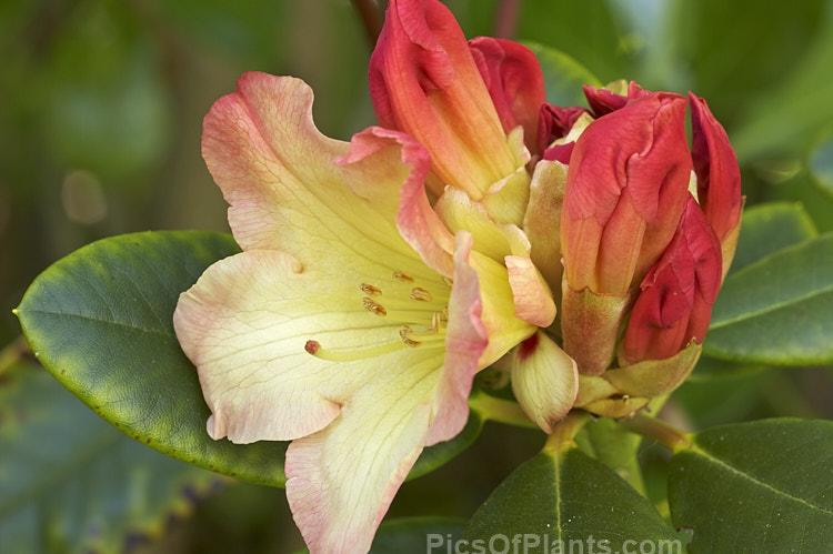<i>Rhododendron</i> 'Nancy Evans' ('Hotei' x 'Lem's Cameo'). One of the very best low-growing yellow hybrids, it was registered in 1983 by the American breeder Brockenbrough. The flowers open yellow from red buds. Order: Ericales, Family: Ericaceae