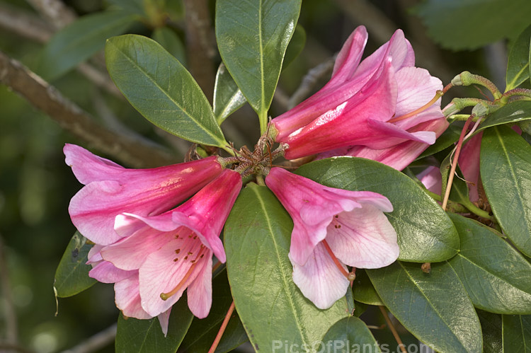 <i>Rhododendron</i> 'Lady Rosebery' (<i>Rhododendron cinnabarinum</i> subsp. <i>cinnabarinum</i> x 'Royal Flush' pink form</i>), an upright to spreading 2-3m tall bush raised by Rothschild of England in the late 1920s. There are several named clones that differ slightly in flower colour and growing habit. As with most cinnabarinum hybrids, its foliage is aromatic. Order: Ericales, Family: Ericaceae