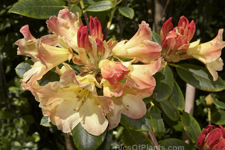 <i>Rhododendron</i> 'Nancy Evans' ('Hotei' x 'Lem's Cameo'). One of the very best low-growing yellow hybrids, it was registered in 1983 by the American breeder Brockenbrough. The flowers open yellow from red buds. Order: Ericales, Family: Ericaceae