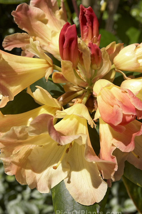 <i>Rhododendron</i> 'Nancy Evans' ('Hotei' x 'Lem's Cameo'). One of the very best low-growing yellow hybrids, it was registered in 1983 by the American breeder Brockenbrough. The flowers open yellow from red buds. Order: Ericales, Family: Ericaceae