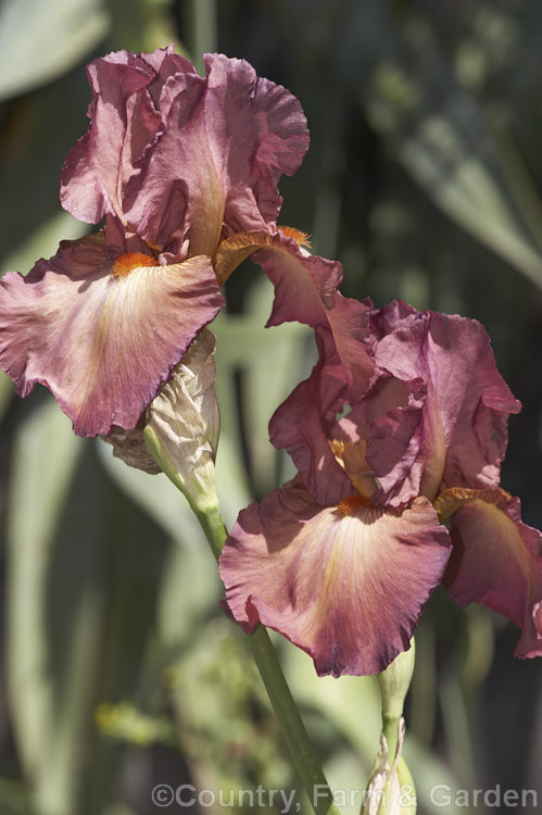 Iris 'Lady Friend', a tall bearded iris introduced by Ghio in 1981. It grows to around 90cm tall