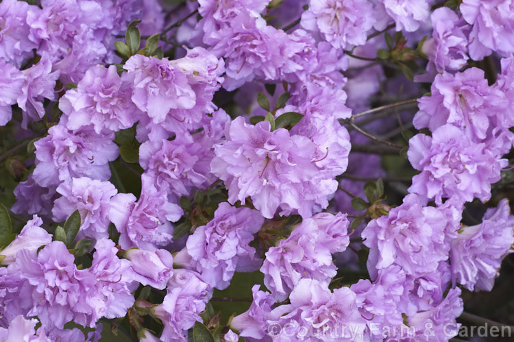 Rhododendron (evergreen azalea</i>) 'Elsie. Lee', a Shammarello. Kaempferi evergreen azalea. It flowers late and is very hardy for a fancy double-flowered evergreen azalea