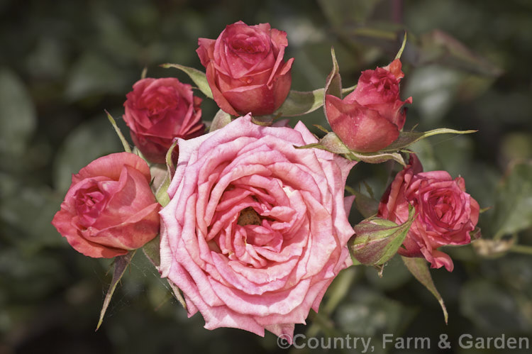 Rosa 'Pierrine' ('Tiki' x 'Party. Girl') a Miniature rose bush raised 1988 by Michael. Williams of the United States. Its is mildly scented and repeat-blooming. Order: Rosales, Family: Rosaceae