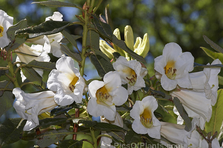 <i>Rhododendron nuttallii</i>, an evergreen shrub or tree up to 10m tall, from northeast India, northern Burma and Tibet. The waxy-textured flowers are fragrant and very large. Order: Ericales, Family: Ericaceae