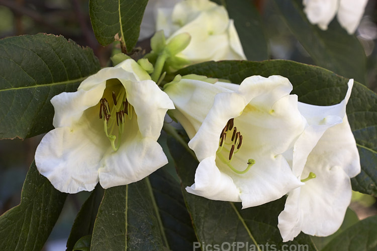 <i>Rhododendron nuttallii</i>, an evergreen shrub or tree up to 10m tall, from northeast India, northern Burma and Tibet. The waxy-textured flowers are fragrant and very large. Order: Ericales, Family: Ericaceae