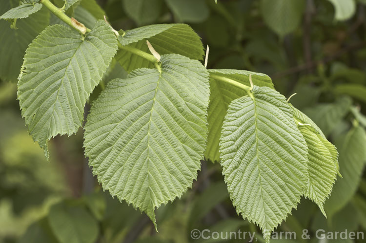 The summer foliage of the Wych Elm or Scotch Elm (<i>Ulmus glabra</i>), a Eurasian deciduous tree in which the crown forms a dense, spreading canopy of foliage. Order: Rosales, Family: Ulmaceae