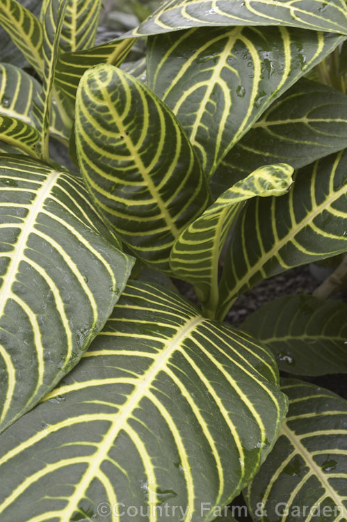 The foliage of the Brilliant-flowered Sanchezia (<i>Sanchezia speciosa [syn. Sanchezia nobilis]), a 25m high evergreen shrub native to Ecuador and Peru. Notable for its showy flowers and clearly delineated cream leaf midribs. sanchezia-3273htm'>Sanchezia.