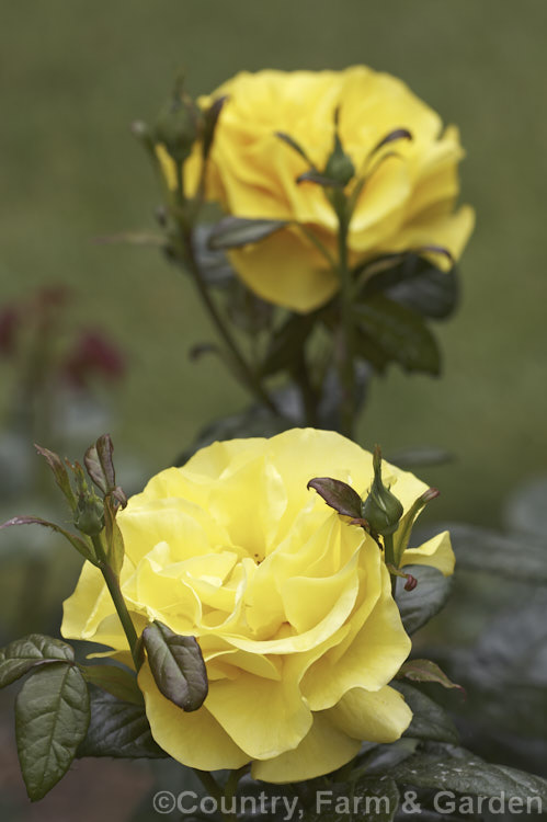 Rosa 'Golden Wedding', a Cluster-flowered (<i>Floribunda</i>) bush rose raised by Christensen of the United States and introduced by Bear. Creek. Roses in 1991. The popular modern 'Golden Wedding' should not be confused with the 1938. Krebs. Hybrid Tea of the same name. Order: Rosales, Family: Rosaceae