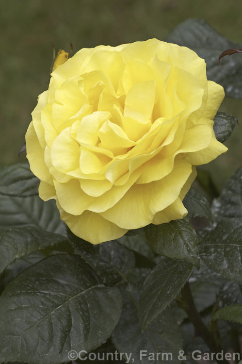 Rosa 'Golden Wedding', a Cluster-flowered (<i>Floribunda</i>) bush rose raised by Christensen of the United States and introduced by Bear. Creek. Roses in 1991. The popular modern 'Golden Wedding' should not be confused with the 1938. Krebs. Hybrid Tea of the same name. Order: Rosales, Family: Rosaceae