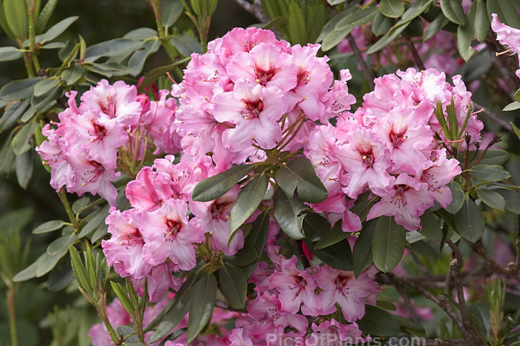 <i>Rhododendron</i> 'One Thousand Butterflies' ('Lem's Cameo' x 'Pink Petticoats'), a large shrubby hybrid raised by the Canadian breeder Lofthouse in 1975 but not registered until 1981. It grows to over 3m tall and wide and flowers profusely. Order: Ericales, Family: Ericaceae