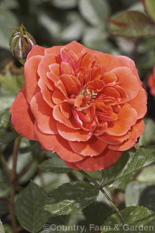 Rosa 'Kaikoura' ('Anytime' x 'Matangi'), a Miniature shrub rose raised by McGredy of New Zealand in 1978. It is repeat-blooming and mildly fragrant. Order: Rosales, Family: Rosaceae
