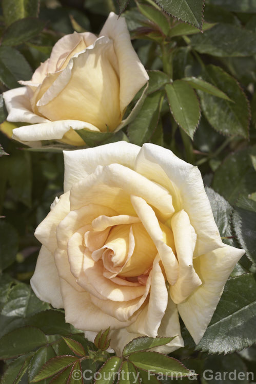 Rosa 'Loving Touch' ('Rise 'n' Shine' x 'First. Prize'), an upright. Miniature rose raised in 1983 by Jolly of the United States and introduced by Rosehill. Farm. It can grow to 75cm tall Order: Rosales, Family: Rosaceae