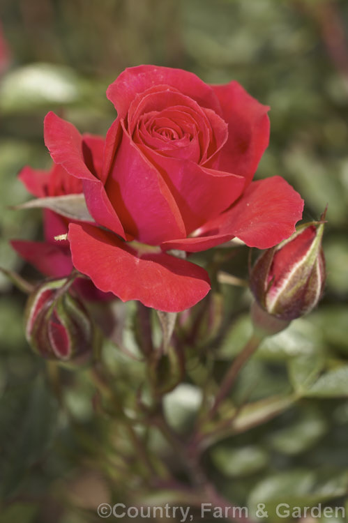 Rosa 'Mountie' ('Party. Girl' x 'Dwarf King 78'), a repeat-flowering. Miniature rose raised by Laver of Canada in 1984. It grows to around 50cm tall Order: Rosales, Family: Rosaceae