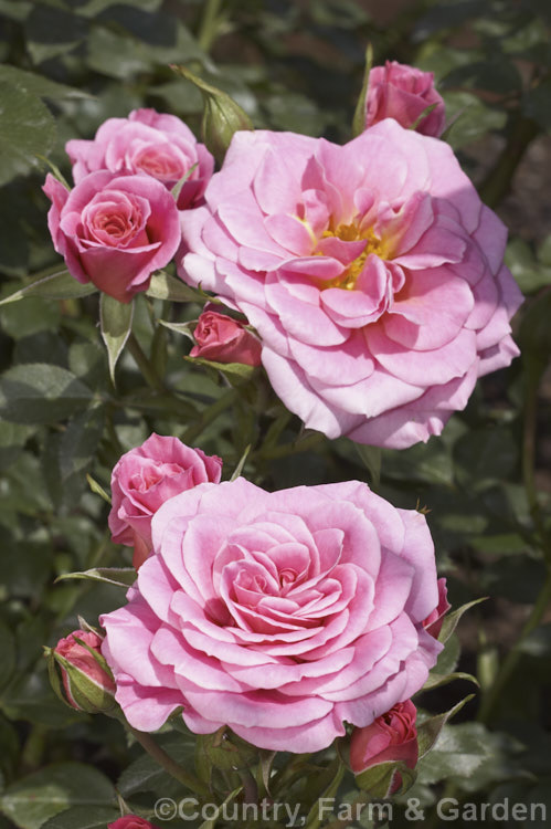 Rosa 'Manapouri' (<i>MACredparap x 'Moody Blues'), a Miniature Floribunda or Patio rose raised by McGredy of New Zealand and introduced in 1994. It is repeat flowering, mildly fragrant and up to 50cm tall Order: Rosales, Family: Rosaceae