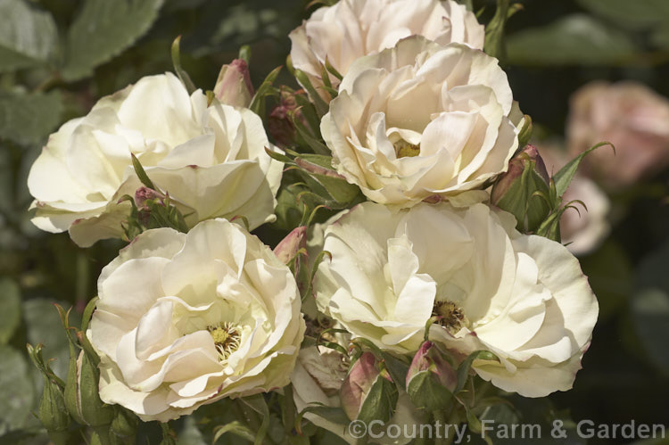 Rosa 'Greensleeves' (['Rudolph Timm' x 'Arthur. Bell'] x seedling</i>), a Cluster-flowered (<i>Floribunda</i>) bush rose introduced by Harkness of England in 1980. The flowers open pale pink and age to greenish cream. Order: Rosales, Family: Rosaceae