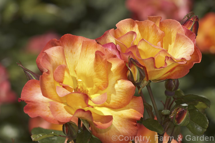 Rosa 'Playboy' (syn 'Cheerio' ['City of Leeds' x ('Chanelle' x 'Piccadilly')]), a Cluster-flowered (<i>Floribunda</i>) bush raised by Cocker of Scotland and introduced in 1976. Order: Rosales, Family: Rosaceae